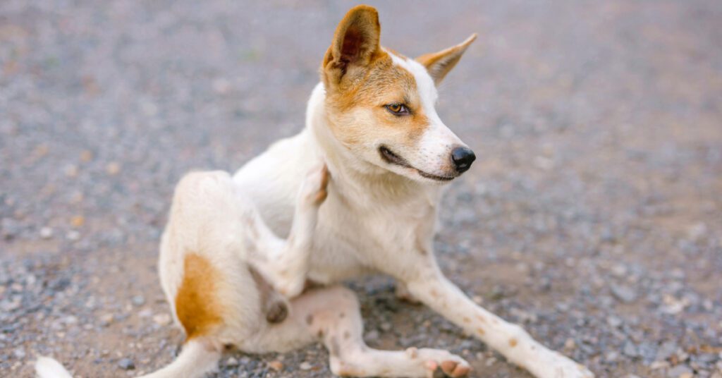 dog scratching itself to relieve itch