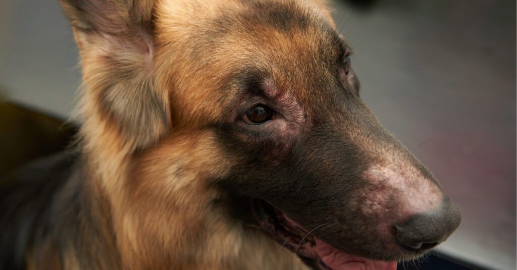 german shepherd dog with rash on its face