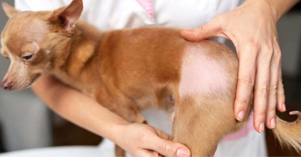 vet examining chihuahua dog with seasonal alopecia at clinic
