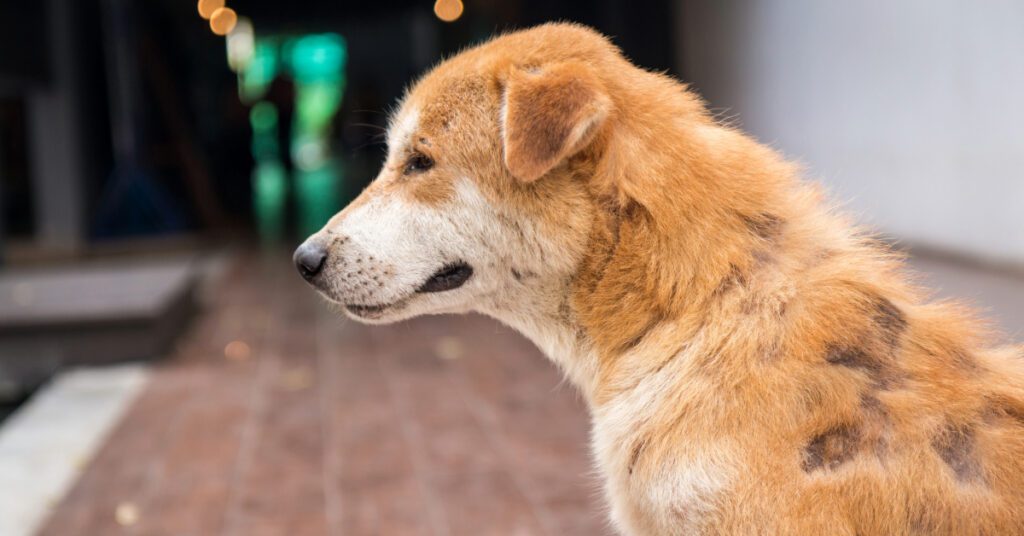 profile of sick dog losing patches of hair