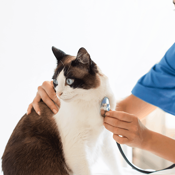Cat Vet Heart Beat