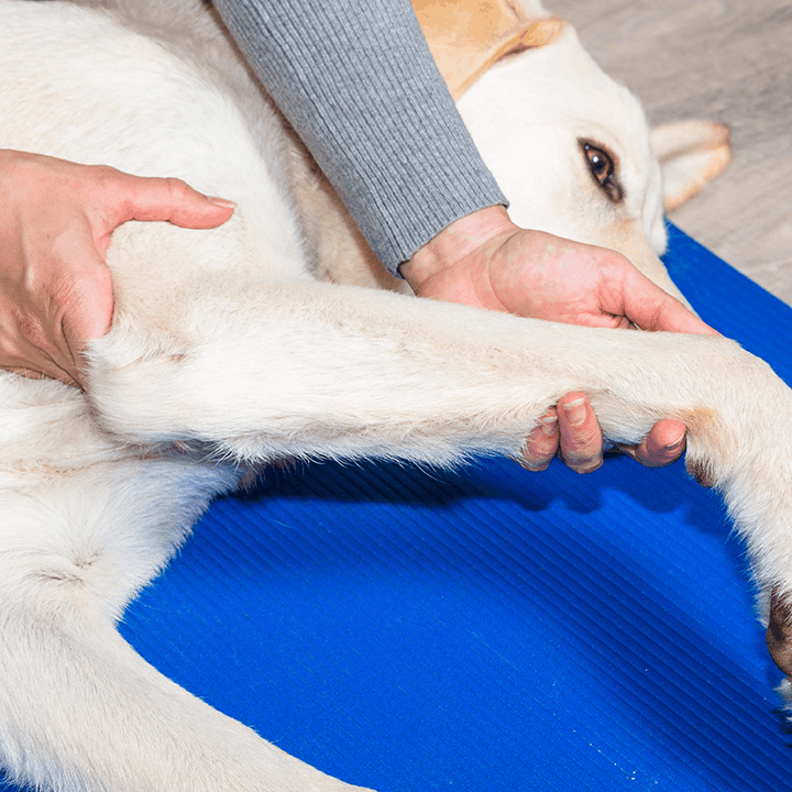 Dog Leg Joints