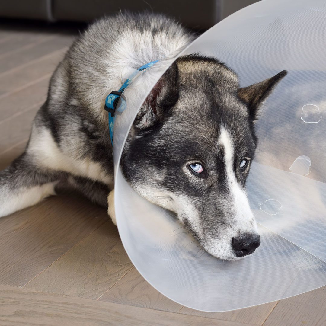 Alaskan Malamute dog wearing a cone after surgery laying on the floor